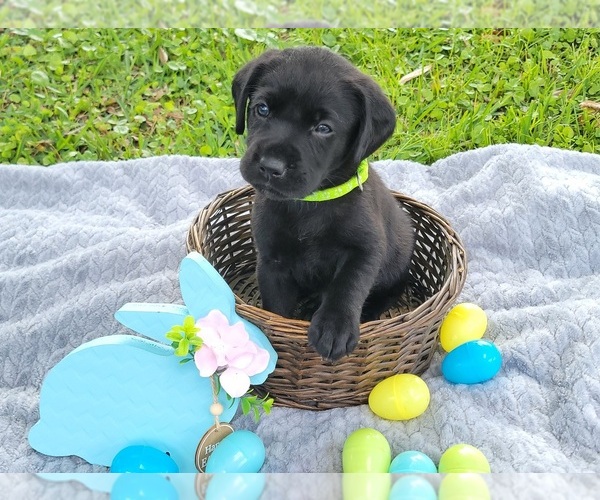 Medium Photo #1 Labrador Retriever Puppy For Sale in MULBERRY, FL, USA