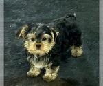 Small #23 Morkie