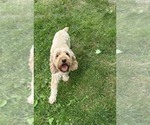 Small Photo #1 Cockapoo (Miniature) Puppy For Sale in MIDDLEBURY, IN, USA
