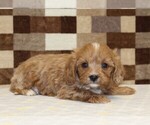 Small Photo #2 Cavapoo (Miniature) Puppy For Sale in DENVER, PA, USA