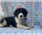 Small Photo #4 Border Collie Puppy For Sale in LANCASTER, PA, USA