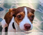 Small #2 Rat Terrier