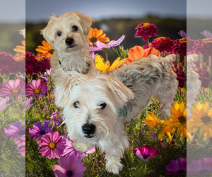 Mutt Dogs for adoption in Allentown,, PA, USA