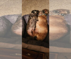 Louie4 (Bonded with Fritz3) In North Carolina - Male Dachshund Dog for Adoption - Photo #4