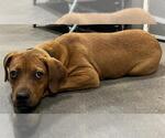 Small American Pit Bull Terrier