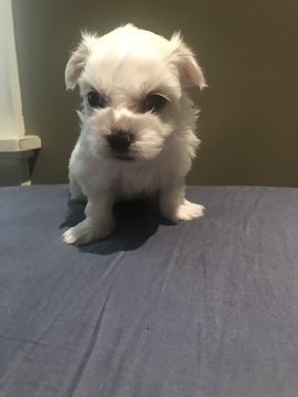 Medium Photo #6 Coton de Tulear Puppy For Sale in KAYSVILLE, UT, USA