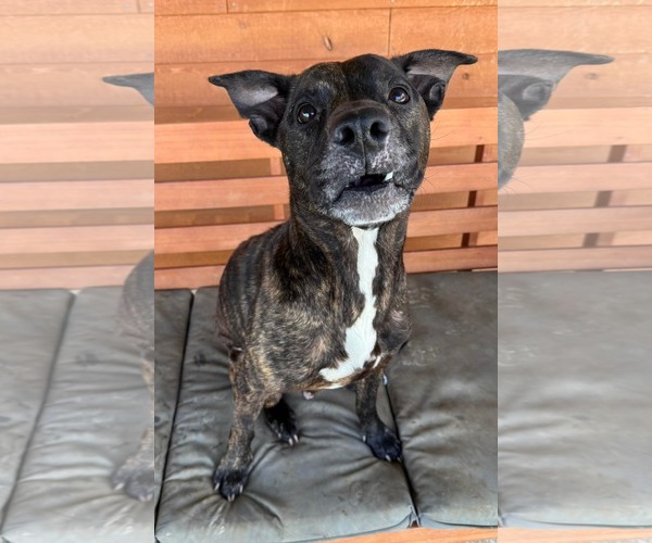 Medium Photo #1 American Pit Bull Terrier-Unknown Mix Puppy For Sale in Germantown, OH, USA