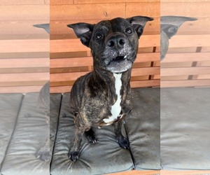 American Pit Bull Terrier-Unknown Mix Dogs for adoption in Germantown, OH, USA