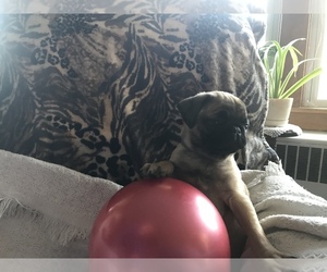 Pug Puppy for sale in DAYTON, VA, USA