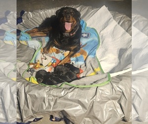 Rottweiler Puppy for sale in LAWRENCEBURG, IN, USA