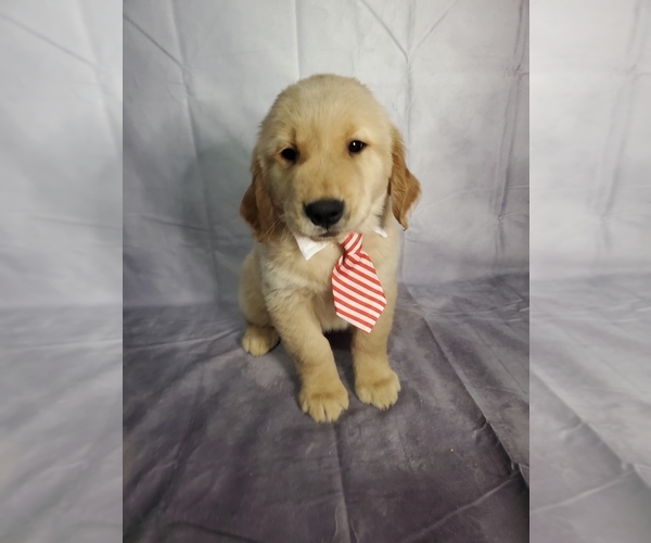 Medium Photo #1 Golden Retriever Puppy For Sale in GOSHEN, IN, USA