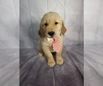 Small Photo #1 Golden Retriever Puppy For Sale in GOSHEN, IN, USA