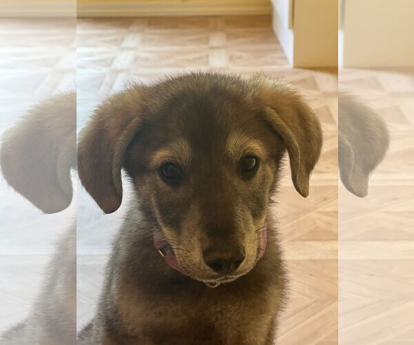 Medium Photo #2 Huskies -Unknown Mix Puppy For Sale in Crossville, AL, USA