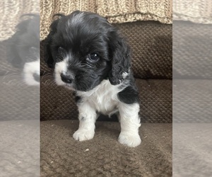 Cocker Spaniel Puppy for Sale in LUBBOCK, Texas USA