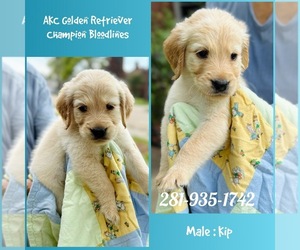 Golden Retriever Puppy for sale in SUGAR LAND, TX, USA