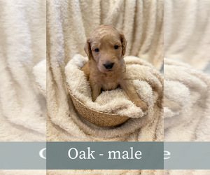 Goldendoodle Puppy for Sale in AUBURN, Alabama USA