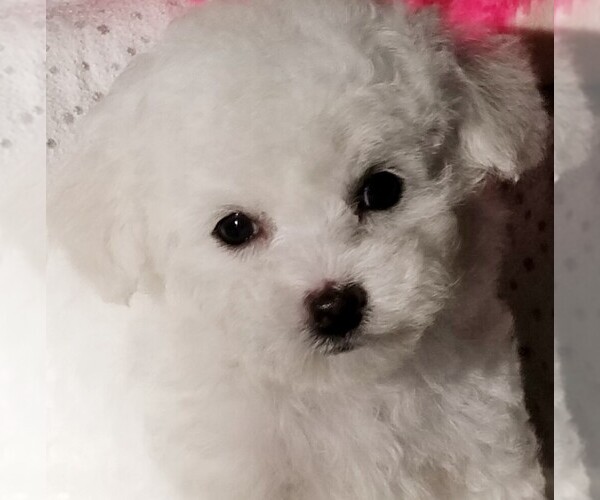 Medium Photo #4 Bichon Frise Puppy For Sale in EUGENE, OR, USA