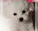 Small #3 Bichon Frise
