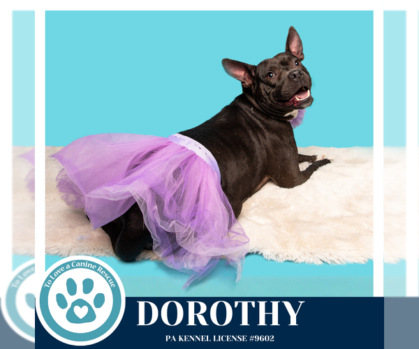 Medium Photo #7 Mutt Puppy For Sale in Kimberton, PA, USA