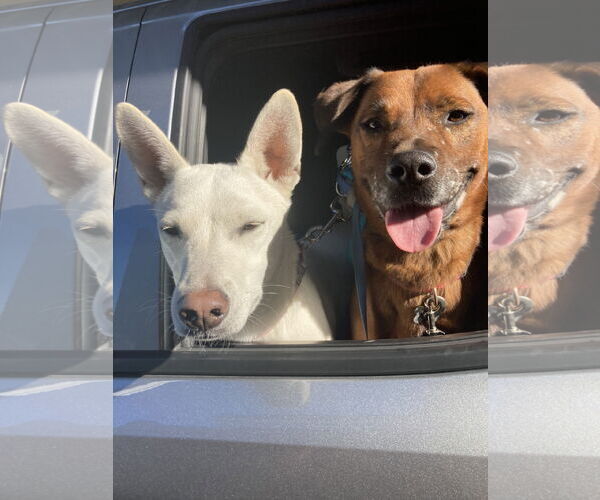 Medium Photo #3 Mutt Puppy For Sale in San Diego, CA, USA