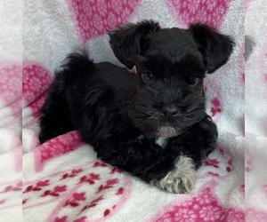 Schnauzer (Miniature) Puppy for sale in STALEY, NC, USA