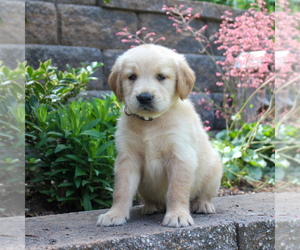 Golden Retriever Puppy for sale in EAST EARL, PA, USA