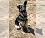 Small Photo #3 German Shepherd Dog Puppy For Sale in Chico, CA, USA