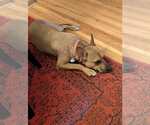Small #11 American Staffordshire Terrier Mix
