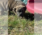 Small Photo #9 English Bulldogge Puppy For Sale in CENTER BARNSTEAD, NH, USA