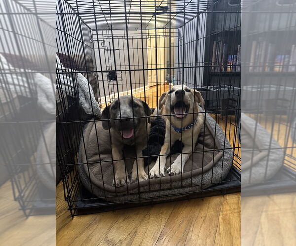 Medium Photo #2 Labmaraner Puppy For Sale in Dana Point, CA, USA