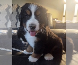 Bernese Mountain Dog Puppy for sale in HILLSBORO, OH, USA