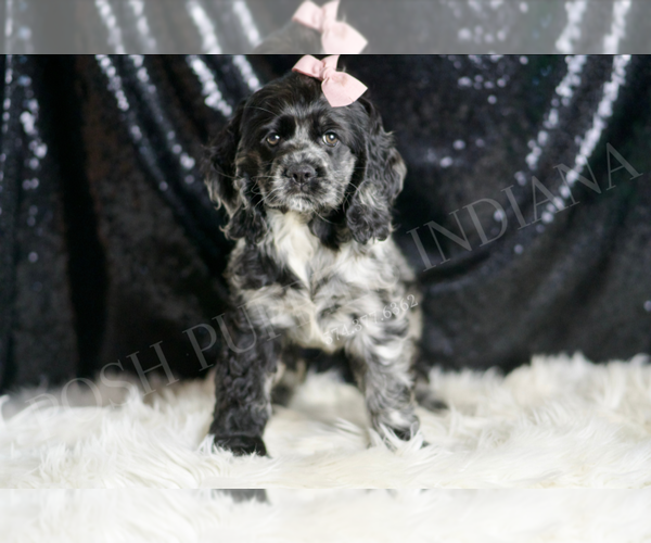 Medium Photo #25 Cocker Spaniel Puppy For Sale in WARSAW, IN, USA