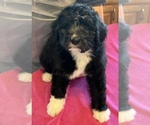 Small Photo #25 Bernedoodle Puppy For Sale in CANTON, MI, USA