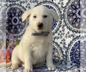 German Shepherd Dog Puppy for sale in LANCASTER, PA, USA