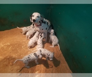 Mother of the Dalmatian puppies born on 12/01/2023