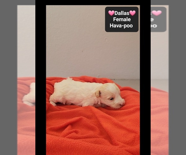 Medium Photo #2 Havapoo Puppy For Sale in TUCSON, AZ, USA