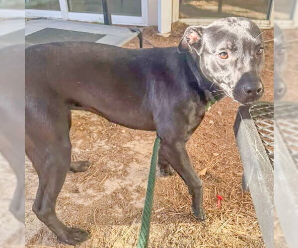 Medium Photo #1 Mutt Puppy For Sale in Hilton Head, SC, USA