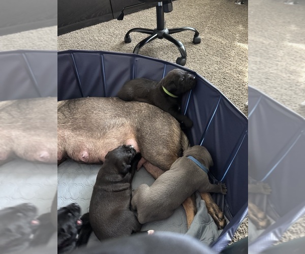 Medium Photo #3 Cane Corso-German Shepherd Dog Mix Puppy For Sale in SPRING, TX, USA