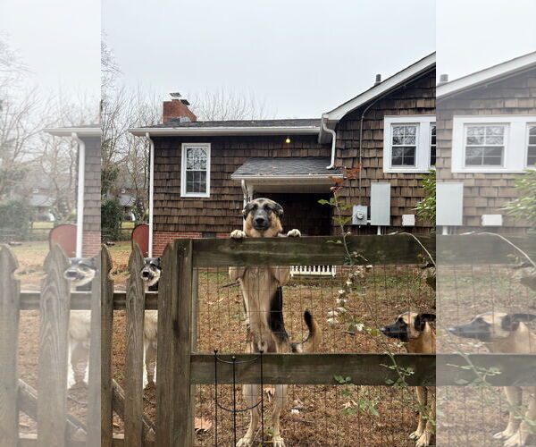 Medium Photo #4 German Shepherd Dog-Unknown Mix Puppy For Sale in La Grange , NC, USA