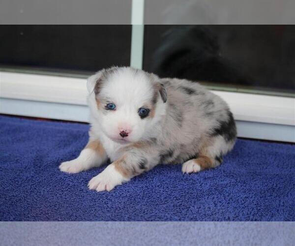Medium Photo #1 Australian Shepherd Puppy For Sale in CIRCLEVILLE, UT, USA