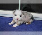 Small Photo #1 Australian Shepherd Puppy For Sale in CIRCLEVILLE, UT, USA
