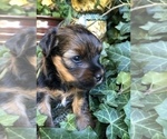 Small Photo #19 YorkiePoo Puppy For Sale in SEYMOUR, IN, USA