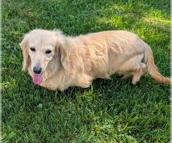 Medium Photo #6 Dachshund Puppy For Sale in Shelbyville, TN, USA