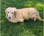 Small #5 Dachshund