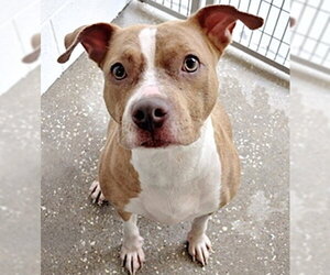 Mutt Dogs for adoption in Houston, TX, USA