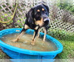 Small #1 Rottweiler Mix