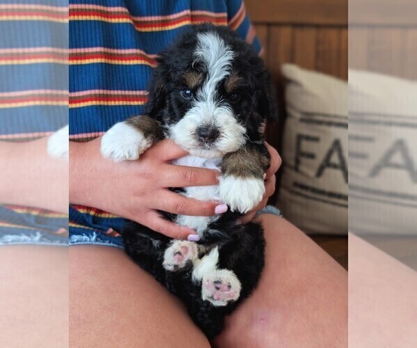 Medium Photo #31 Bernedoodle (Miniature) Puppy For Sale in DAVIS, CA, USA