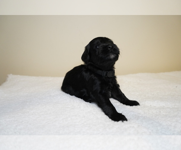 Medium Photo #5 Schnauzer (Miniature) Puppy For Sale in MIAMI, FL, USA