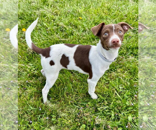 Medium Photo #1 Dachshund-Whippet Mix Puppy For Sale in Lawrenceville, NJ, USA