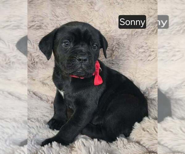 Medium Photo #3 Cane Corso Puppy For Sale in MINERAL WELLS, WV, USA